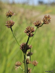 Juncus pallescens