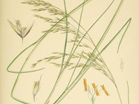 Deschampsia kingii