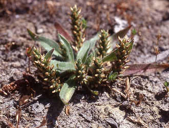 Plantago truncata