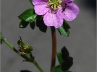 Geranium core-core