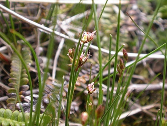 Juncus scheuchzerioides