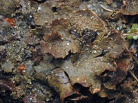 Peltigera lepidophora