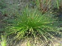 Isolepis cernua