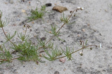 Spergula arvensis