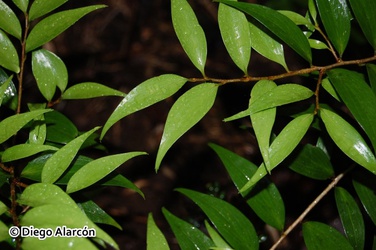 Griselinia ruscifolia