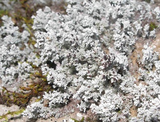 Stereocaulon tomentosum