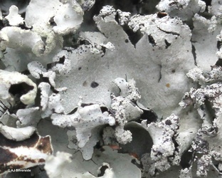 Parmotrema reticulatum