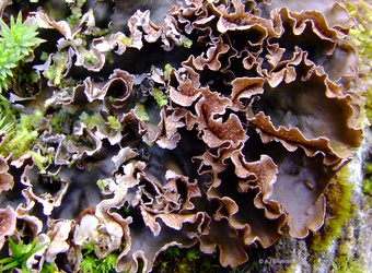 Peltigera polydactylon