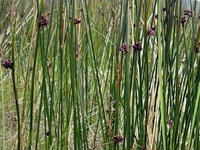 Juncus arcticus