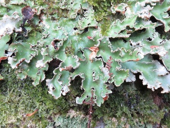 Pseudocyphellaria glabra