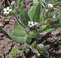 Phlox gracilis