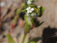 Plagiobothrys calandrinioides