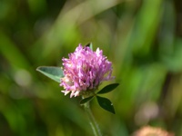 Trifolium pratense