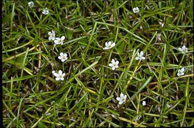 Limosella australis