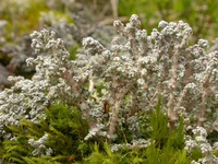 Stereocaulon alpinum