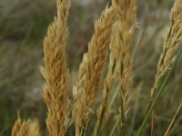 Poa alopecurus