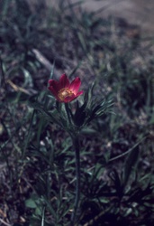 Anemone multifida