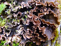 Peltigera polydactylon