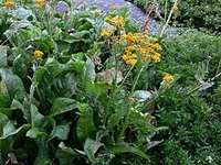 Senecio fistulosus