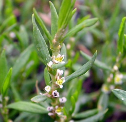 Polygonum sanguinaria