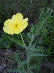 Oenothera affinis