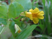 Mimulus parviflorus