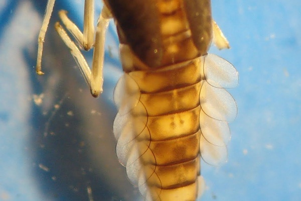 Andesiops peruvianus