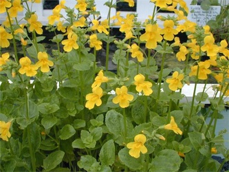 Mimulus luteus