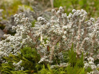 Stereocaulon alpinum