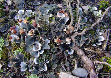 Peltigera didactyla