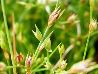 Juncus bufonius