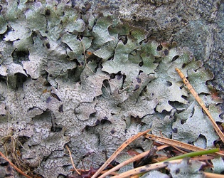 Parmelia saxatilis