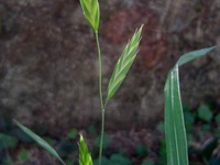 Bromus catharticus