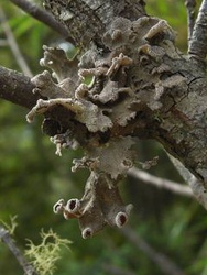 Pseudocyphellaria hirsuta