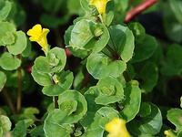 Mimulus glabratus