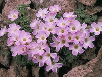 Oxalis adenophylla