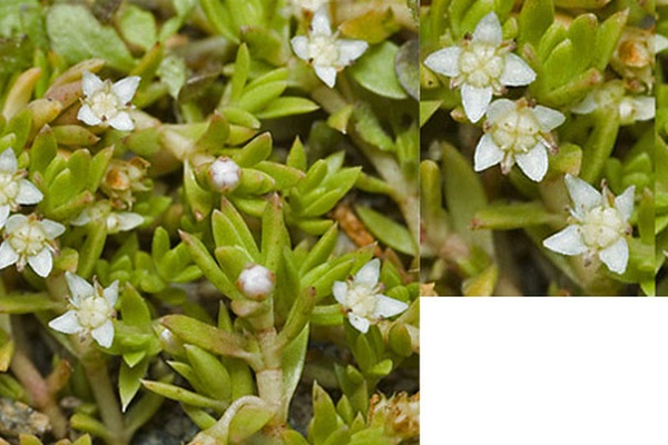 Crassula peduncularis