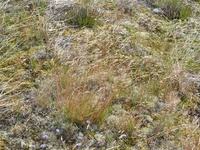 Deschampsia flexuosa