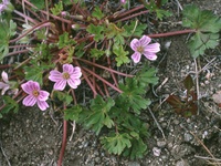 Geranium magellanicum