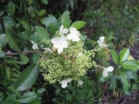 Hydrangea serratifolia