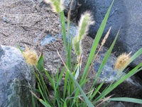 Polypogon australis