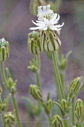 Silene magellanica