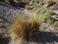 Stipa psylantha