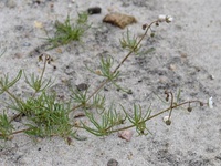 Spergula arvensis