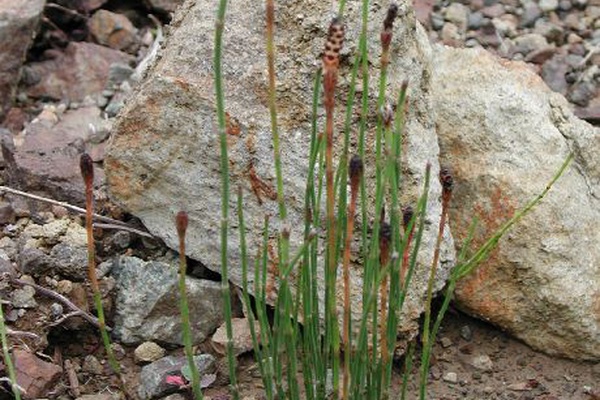 Equisetum bogotense
