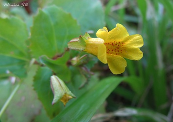 Mimulus parviflorus