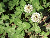 Trifolium repens