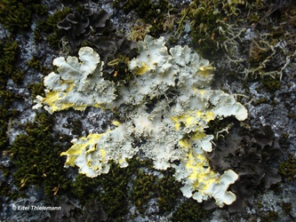 Pseudocyphellaria berberina