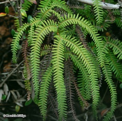 Gnaphalium cheiranthifolium