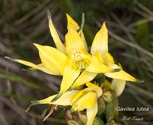 Gavilea lutea